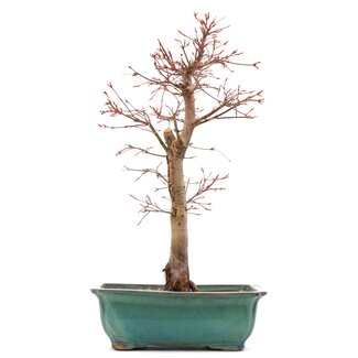 Acer palmatum Katsura, 41 cm, ± 12 anni