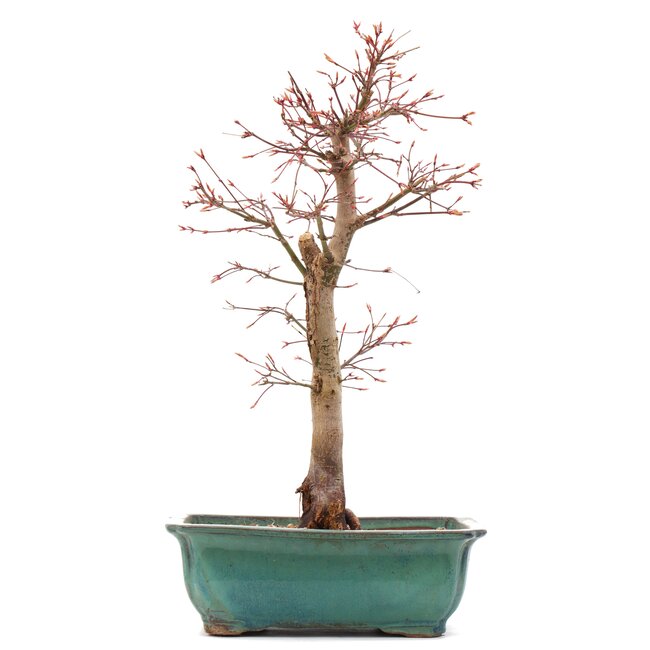 Acer palmatum Katsura, 41 cm, ± 12 Jahre alt