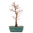 Acer palmatum Katsura, 41 cm, ± 12 Jahre alt