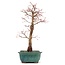 Acer palmatum Katsura, 41 cm, ± 12 jaar oud