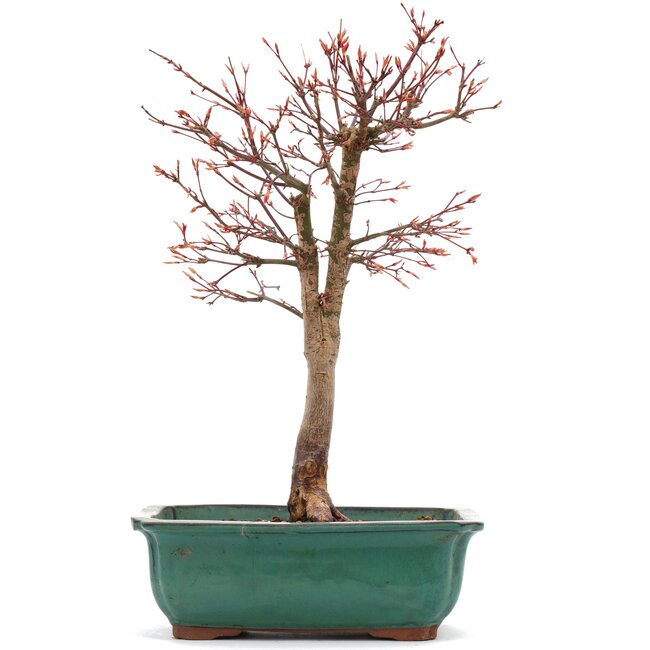 Acer palmatum Katsura, 37 cm, ± 12 jaar oud