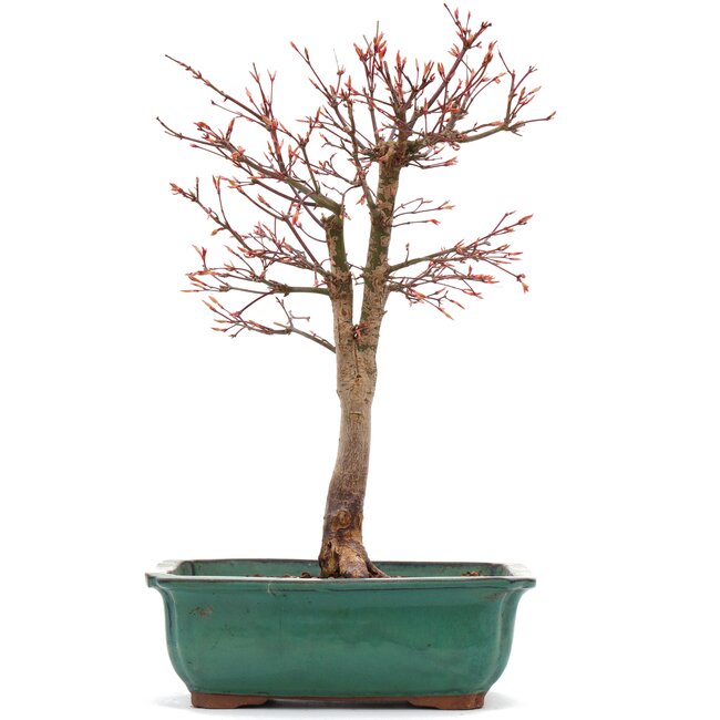 Acer palmatum Katsura, 37 cm, ± 12 Jahre alt