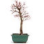 Acer palmatum Katsura, 37 cm, ± 12 Jahre alt