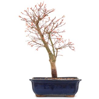 Acer palmatum Katsura, 38,5 cm, ± 12 anni