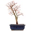 Acer palmatum Katsura, 38,5 cm, ± 12 years old