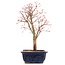 Acer palmatum Katsura, 38,5 cm, ± 12 Jahre alt