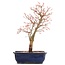 Acer palmatum Katsura, 38,5 cm, ± 12 años