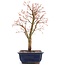 Acer palmatum Katsura, 38,5 cm, ± 12 jaar oud