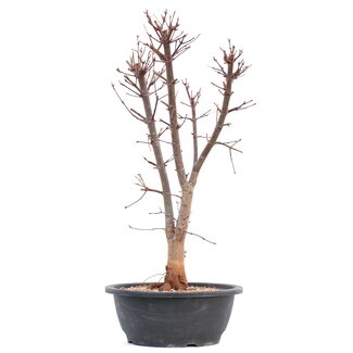 Acer palmatum Deshojo, 46 cm, ± 12 años