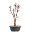 Acer palmatum Deshojo, 46 cm, ± 12 jaar oud