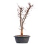 Acer palmatum Deshojo, 46 cm, ± 12 jaar oud