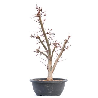 Acer palmatum Deshojo, 46 cm, ± 12 años