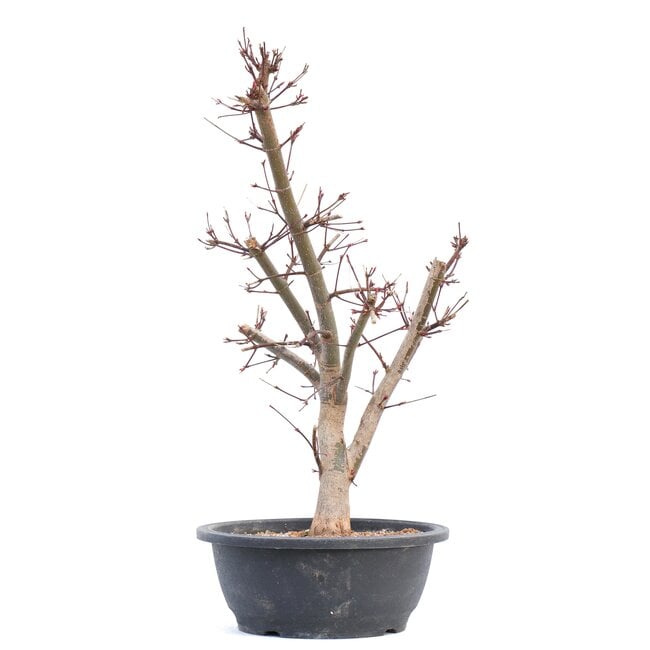 Acer palmatum Deshojo, 46 cm, ± 12 años