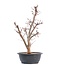 Acer palmatum Deshojo, 46 cm, ± 12 jaar oud