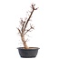 Acer palmatum Deshojo, 46 cm, ± 12 jaar oud