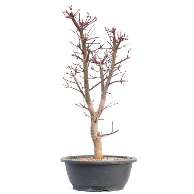 Acer palmatum Deshojo, 45,5 cm, ± 12 jaar oud