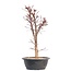 Acer palmatum Deshojo, 45,5 cm, ± 12 anni