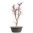 Acer palmatum Deshojo, 45,5 cm, ± 12 jaar oud