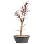 Acer palmatum Deshojo, 45,5 cm, ± 12 anni