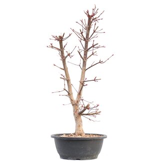 Acer palmatum Deshojo, 45 cm, ± 12 años