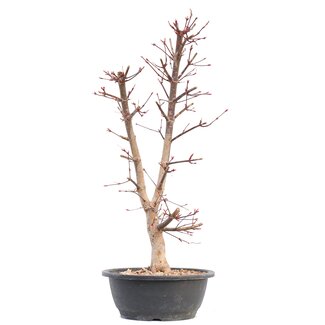 Acer palmatum Deshojo, 45 cm, ± 12 Jahre alt