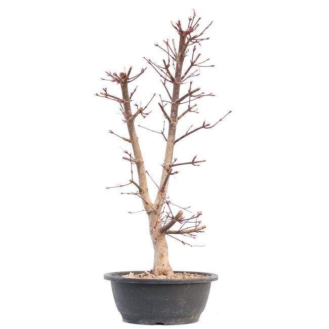 Acer palmatum Deshojo, 45 cm, ± 12 Jahre alt