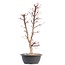 Acer palmatum Deshojo, 45 cm, ± 12 jaar oud