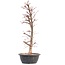 Acer palmatum Deshojo, 45 cm, ± 12 años