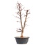 Acer palmatum Deshojo, 45 cm, ± 12 años