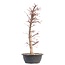 Acer palmatum Deshojo, 45 cm, ± 12 años