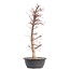 Acer palmatum Deshojo, 45 cm, ± 12 years old