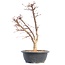 Acer palmatum Deshojo, 41 cm, ± 12 jaar oud