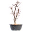 Acer palmatum Deshojo, 41 cm, ± 12 jaar oud