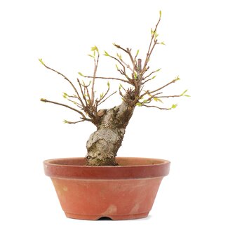 Acer buergerianum, 16,5 cm, ± 35 ans