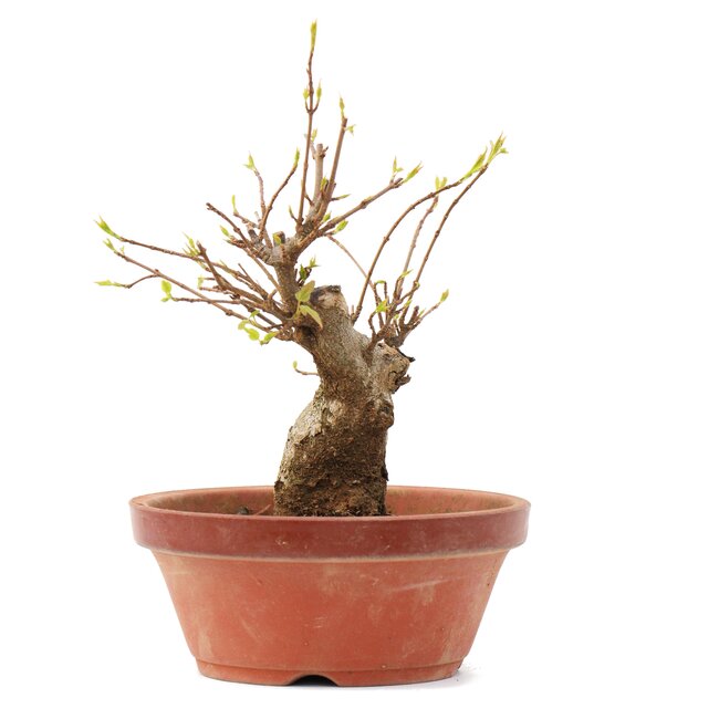 Acer buergerianum, 16,5 cm, ± 35 ans
