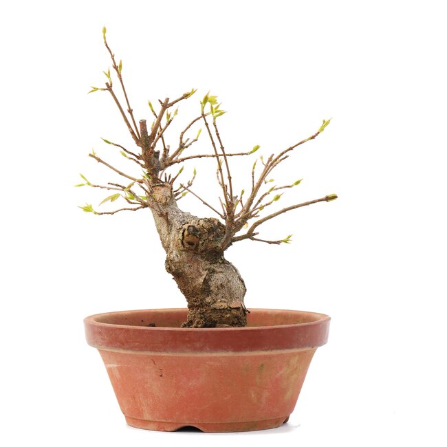 Acer buergerianum, 16,5 cm, ± 35 ans
