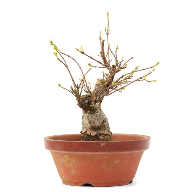 Acer buergerianum, 16,5 cm, ± 35 años