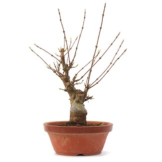 Acer buergerianum, 22 cm, ± 35 jaar oud