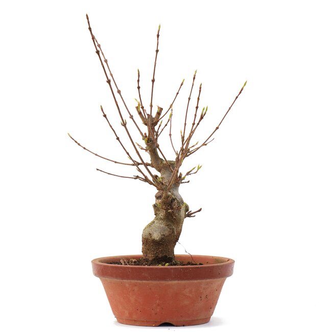 Acer buergerianum, 22 cm, ± 35 años