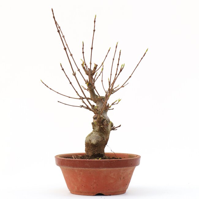 Acer buergerianum, 22 cm, ± 35 años