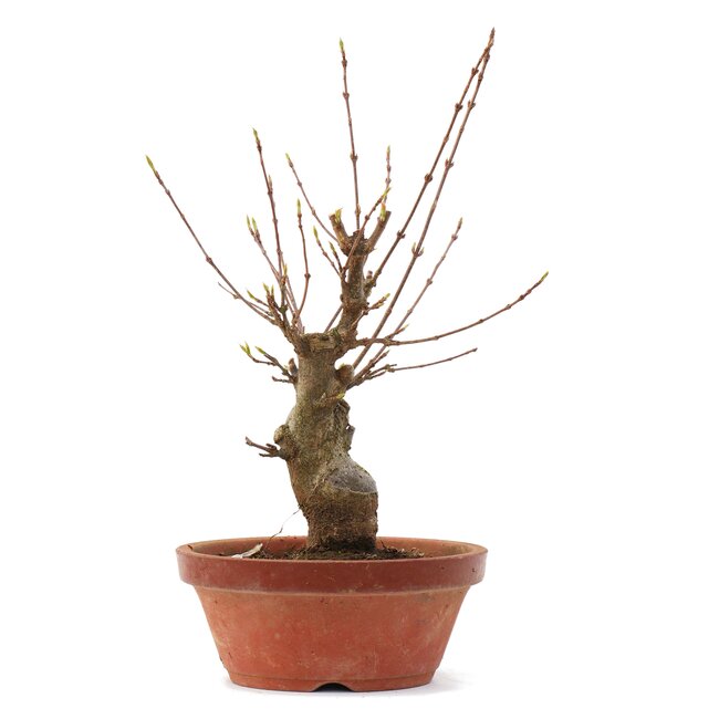 Acer buergerianum, 22 cm, ± 35 years old