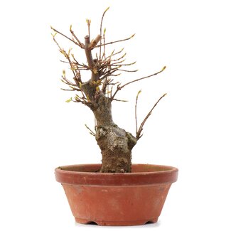 Acer buergerianum, 17 cm, ± 35 jaar oud