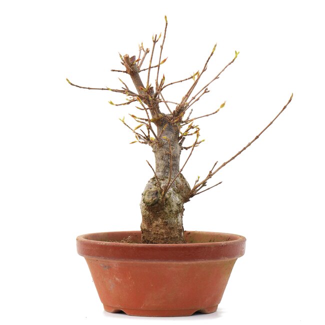 Acer buergerianum, 17 cm, ± 35 ans