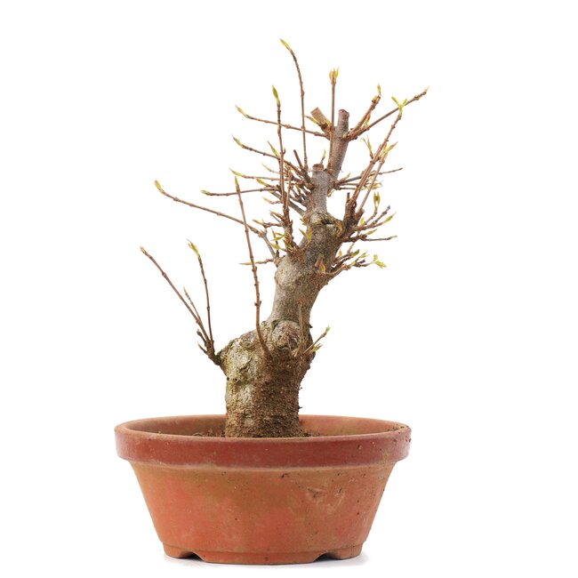 Acer buergerianum, 17 cm, ± 35 años