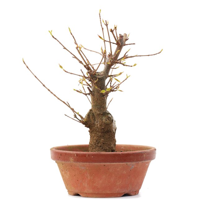 Acer buergerianum, 17 cm, ± 35 ans