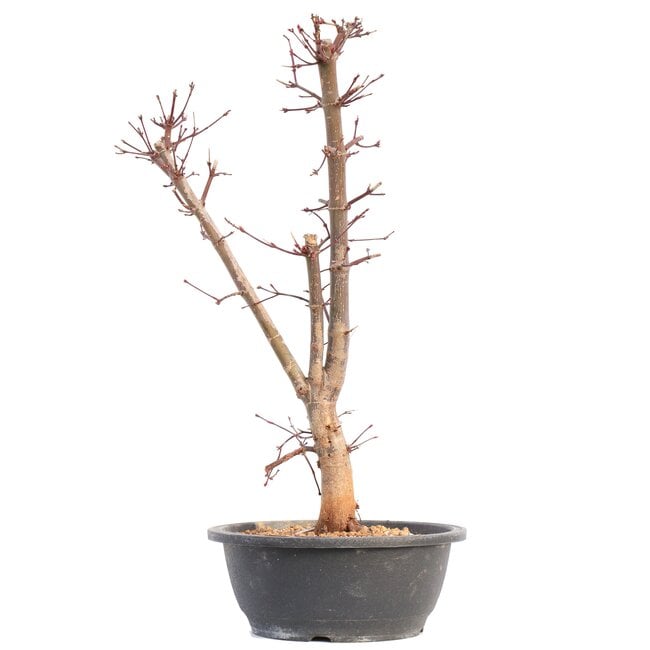 Acer palmatum Deshojo, 46 cm, ± 12 años