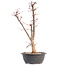 Acer palmatum Deshojo, 46 cm, ± 12 jaar oud