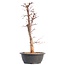 Acer palmatum Deshojo, 46 cm, ± 12 años