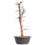 Acer palmatum Deshojo, 46 cm, ± 12 Jahre alt