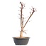 Acer palmatum Deshojo, 46 cm, ± 12 años